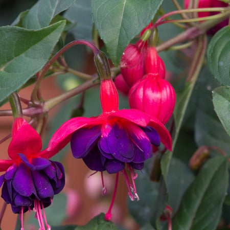Fuchsia 'Dollar Princess'