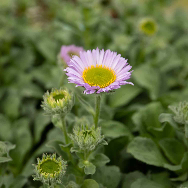Erigeron 'Sea Breeze Mauve'