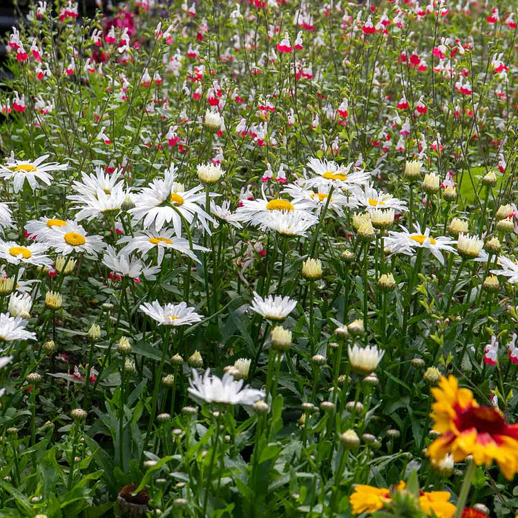 Leucanthemum 'Madonna'