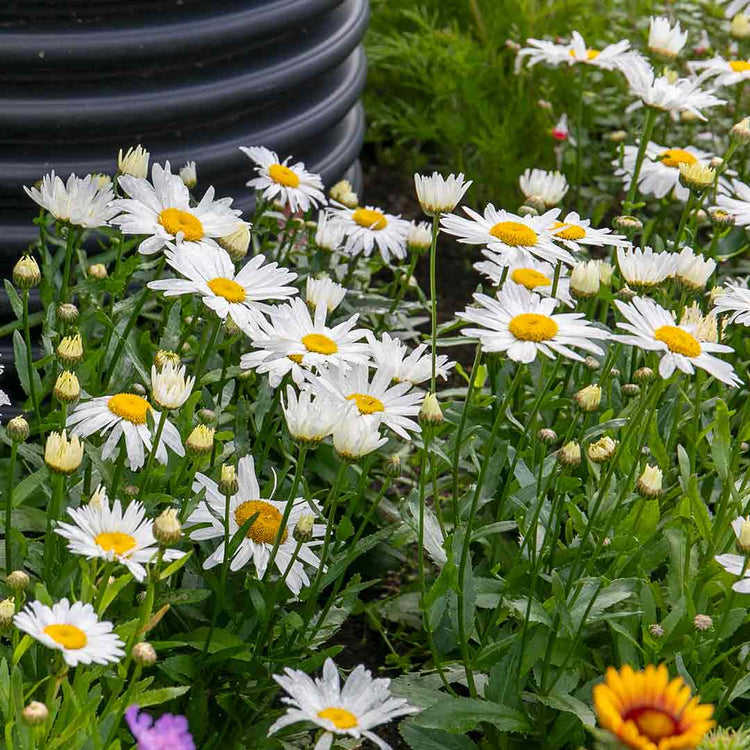 Leucanthemum Seeds 'Madonna'