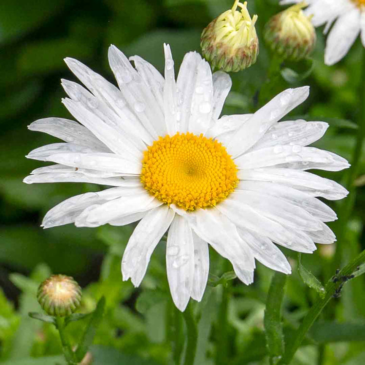 Leucanthemum 'Madonna'