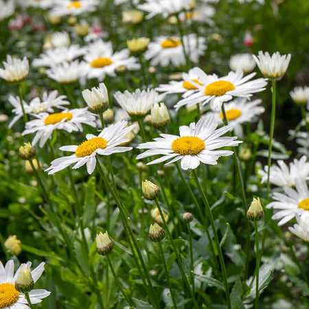 Leucanthemum 'Madonna'