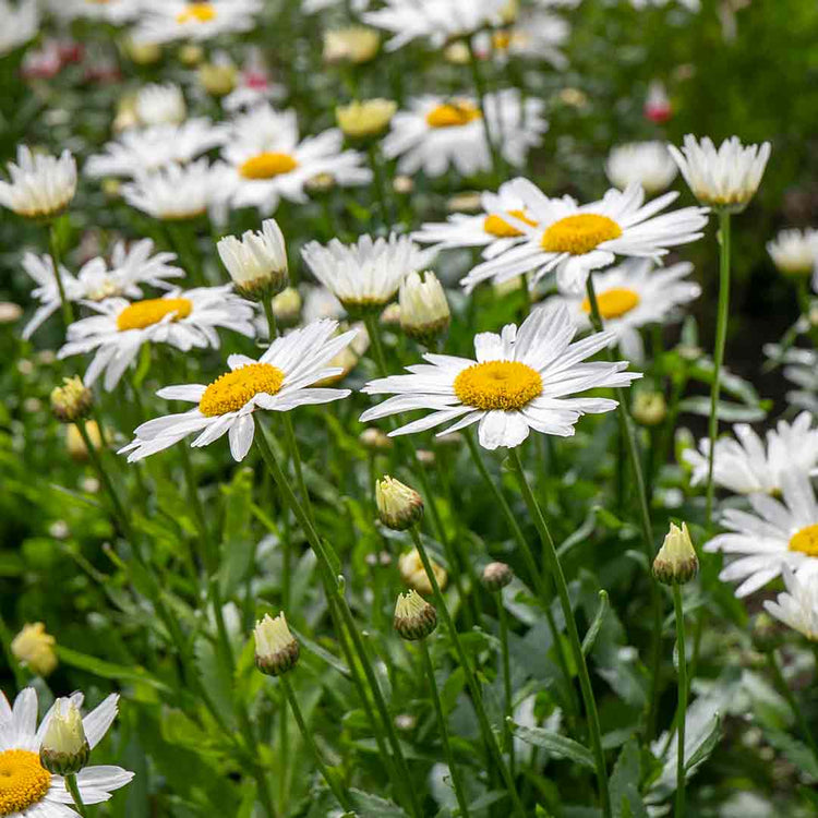 Leucanthemum 'Madonna'