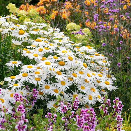 Leucanthemum Seeds 'Madonna'