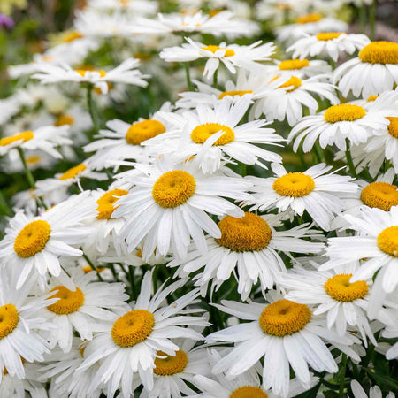 Leucanthemum 'Madonna'