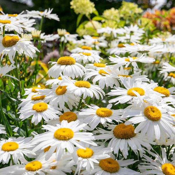 Leucanthemum Seeds 'Madonna'