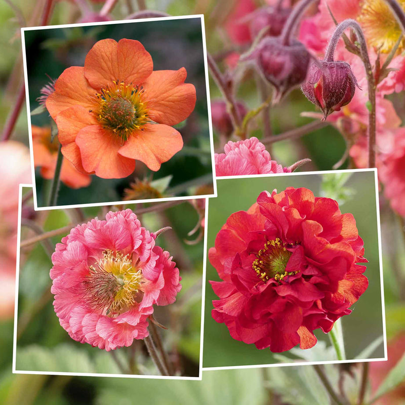 Geum Collection
