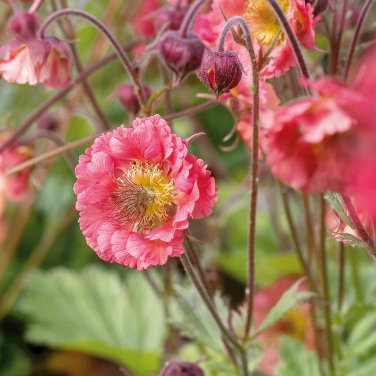 Geum Collection