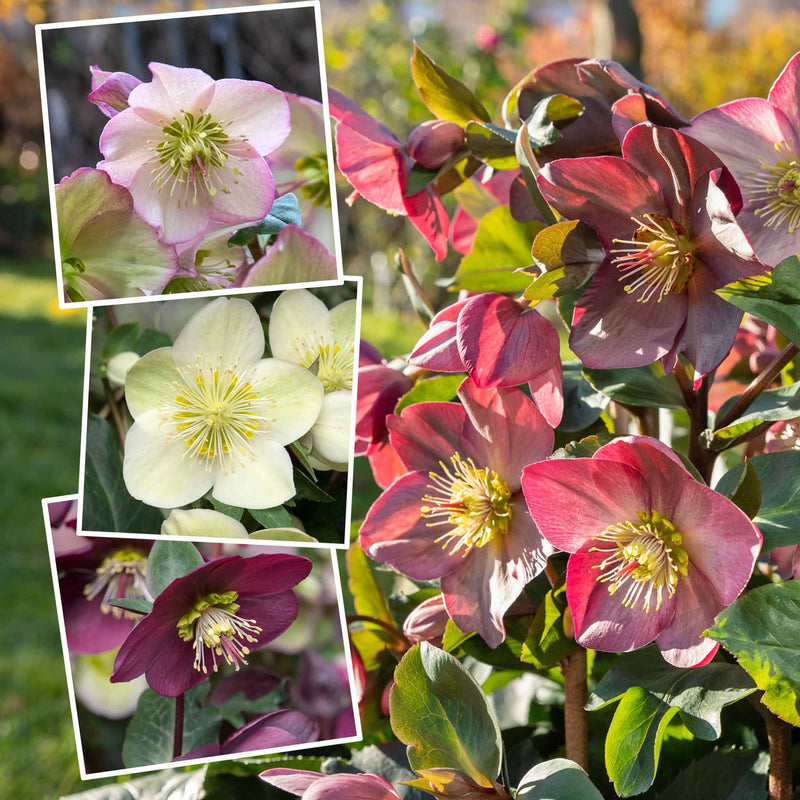 Hellebore Collection