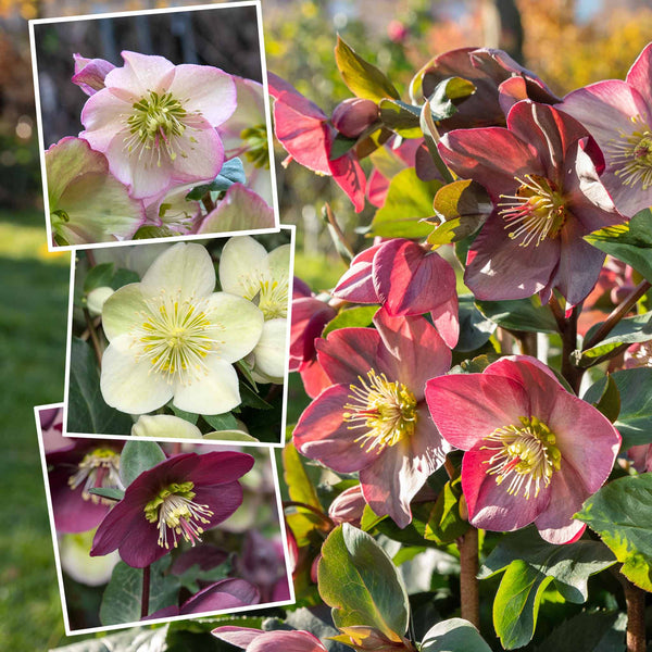 Hellebore Collection