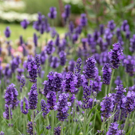 Lavender Plant 'Angustifolia Blue Spear'