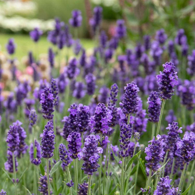 Lavender Plant 'Angustifolia Blue Spear'