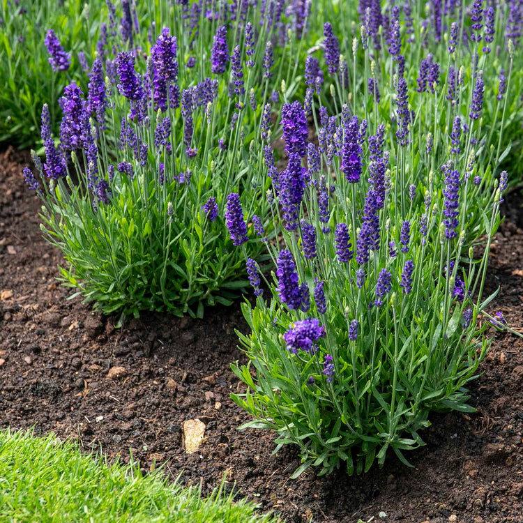 Lavender Plant 'Angustifolia Blue Spear'