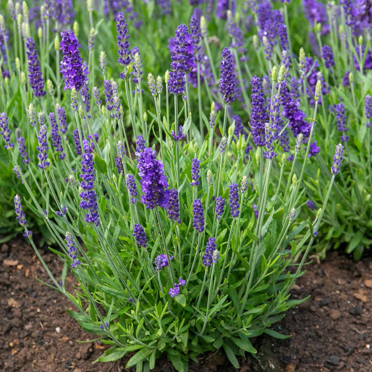 Lavender Plant 'Angustifolia Blue Spear'