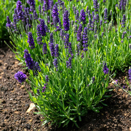 Lavender Plant 'Angustifolia Blue Spear'