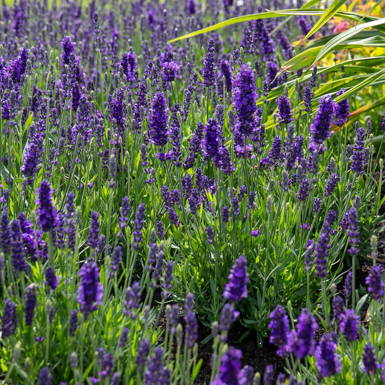 Lavender Plant 'Angustifolia Blue Spear'