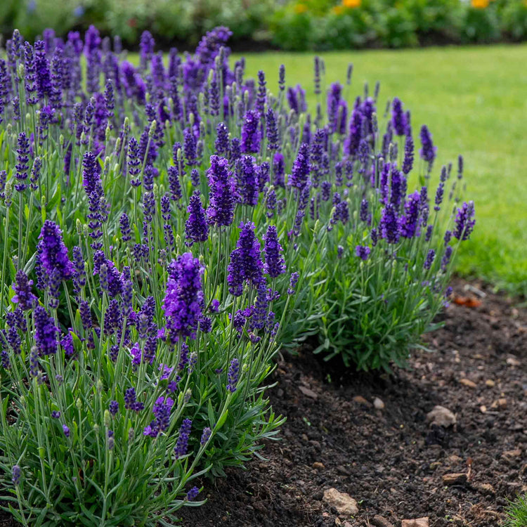 Lavender Plant 'Angustifolia Blue Spear'