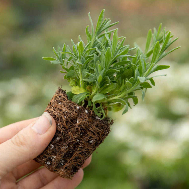 Lavender Plant 'Angustifolia Blue Spear'
