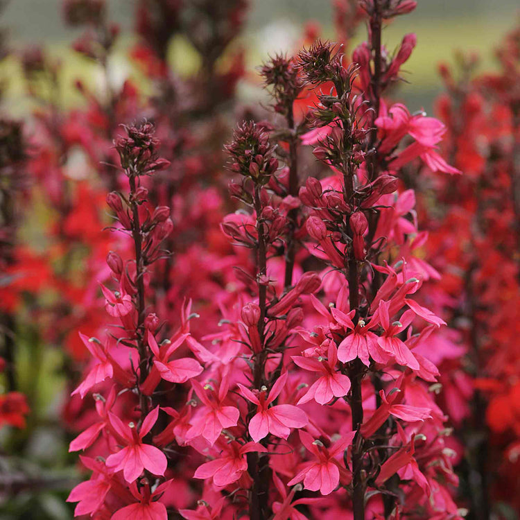Lobelia 'Starship Deep Rose'