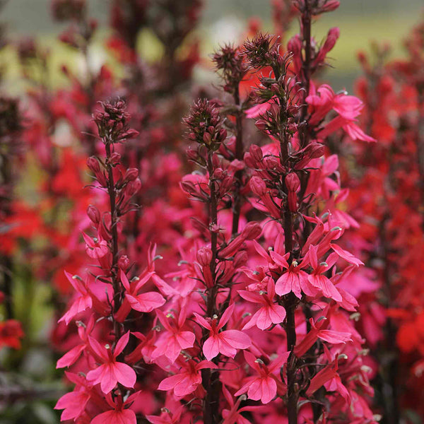 Lobelia 'Starship Deep Rose'