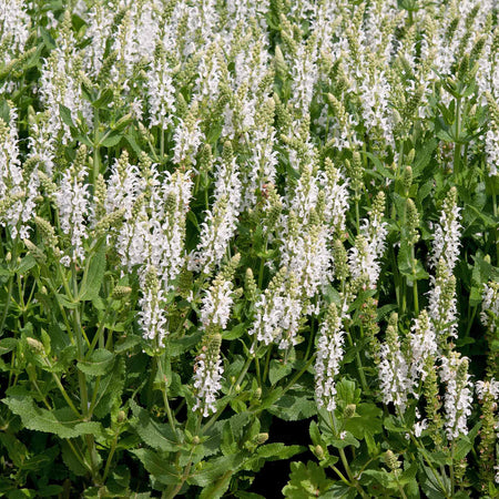 Salvia 'Lyrical White'