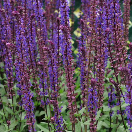 Salvia 'Nemorosa Caradonna'