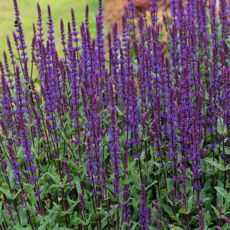 Salvia 'Nemorosa Caradonna'