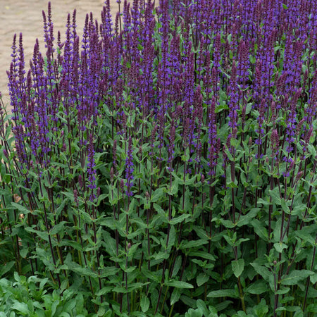 Salvia 'Nemorosa Caradonna'
