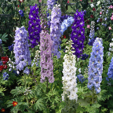 Marshalls 'Traditional Cottage Garden Collection'