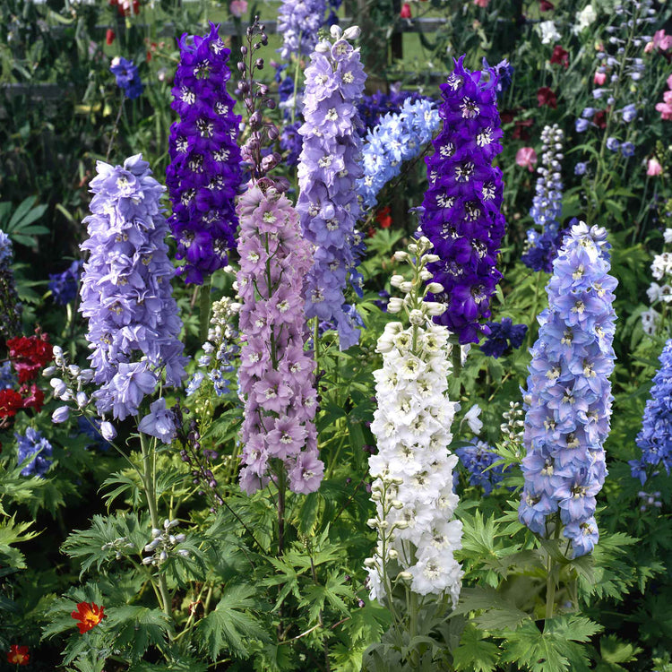 Marshalls 'Traditional Cottage Garden Collection'