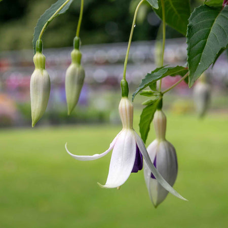 Fuchsia Hardy 'Delta Sarah'
