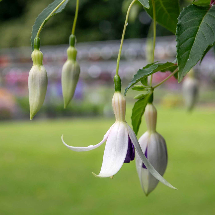 Fuchsia Hardy 'Delta Sarah'