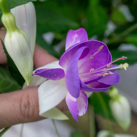 Fuchsia Hardy 'Delta Sarah'