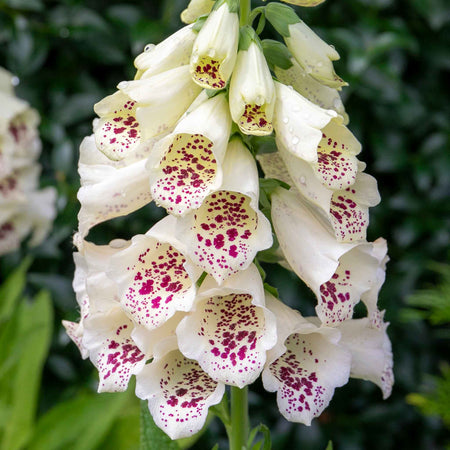 Digitalis 'Dalmatian Mix'