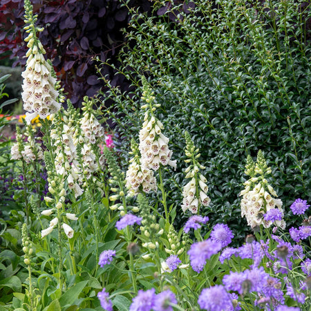 Digitalis 'Dalmatian Cream'