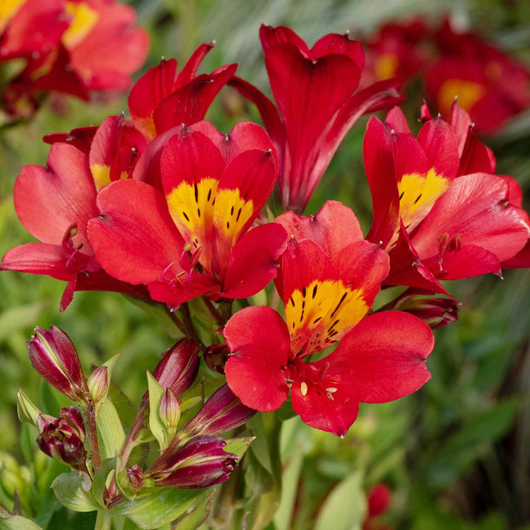 Alstroemeria 'Summer Pepper'