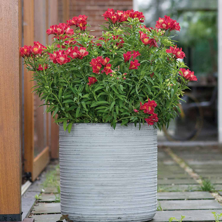 Alstroemeria 'Summer Pepper'
