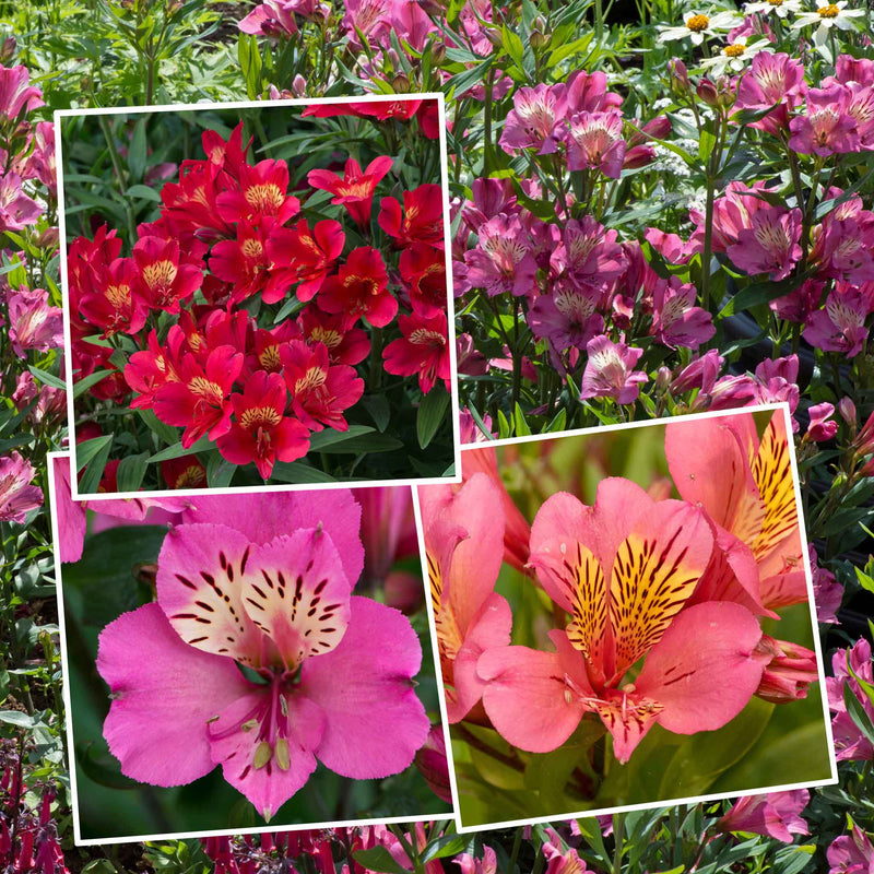 Alstroemeria Collection