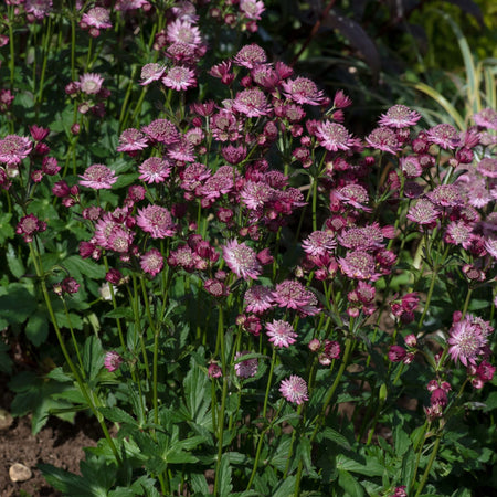 Astrantia 'Button Cerise'