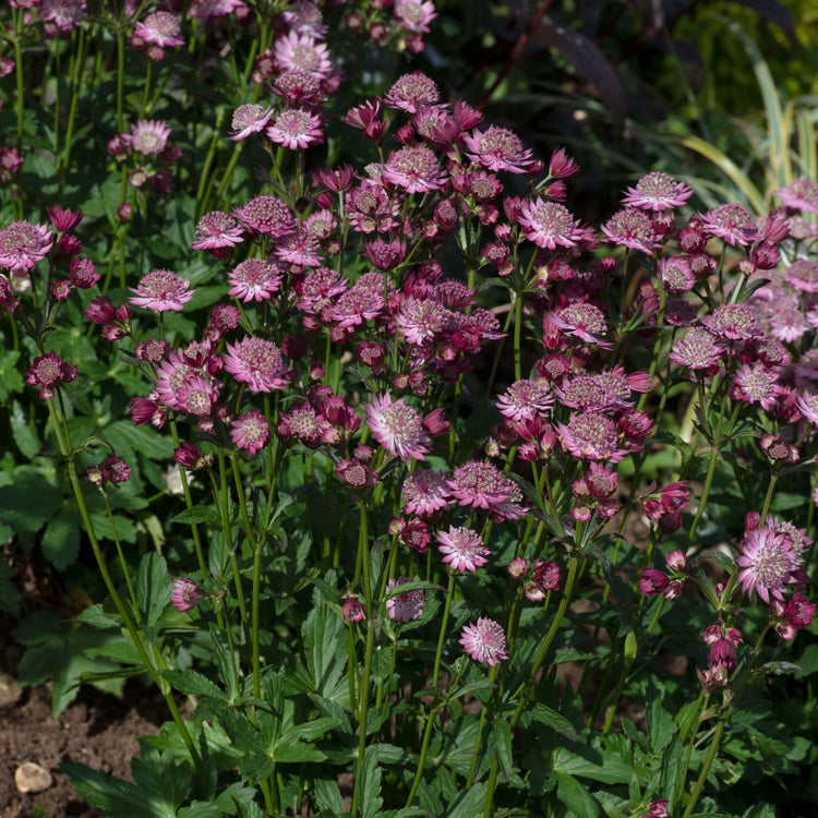Astrantia 'Button Cerise'