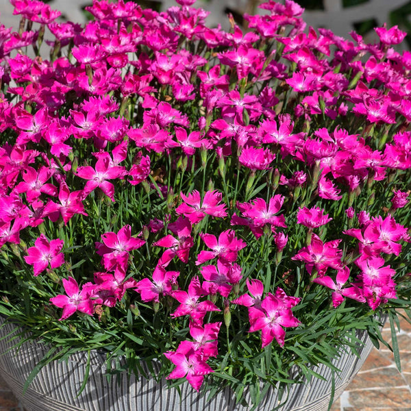 Dianthus 'Kahori'