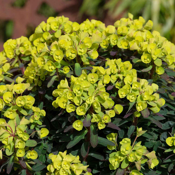 Euphorbia 'Ascot Petite'