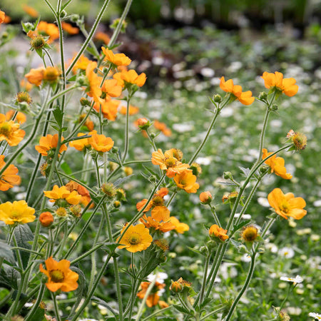 Geum Collection