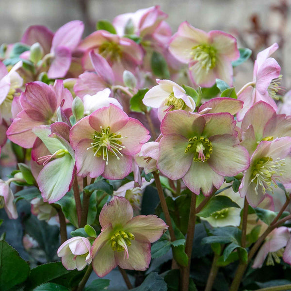 Helleborus 'Ice 'N' Roses Rose'