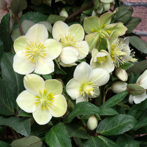 Helleborus 'Snow Dance'