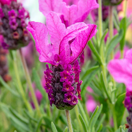 Lavender 'Butterfly Garden Pink Summer'