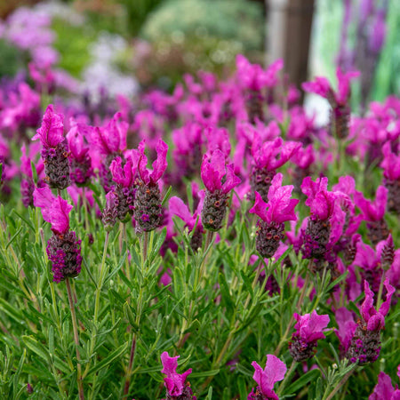 Lavender 'Butterfly Garden Pink Summer'