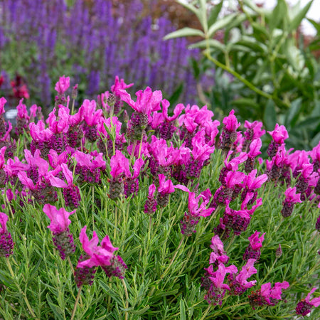 Lavender 'Butterfly Garden Pink Summer'