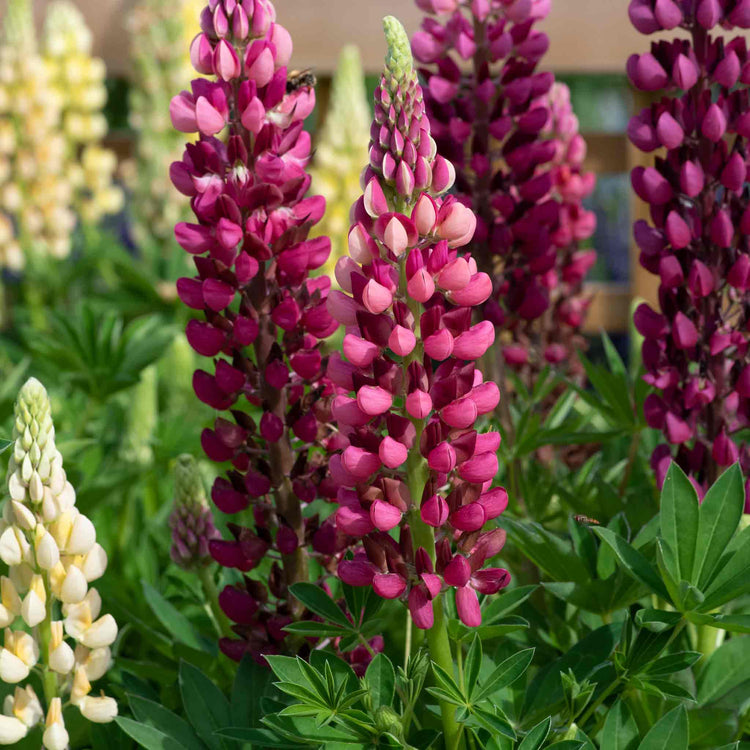 Lupin 'Legendary Mix'
