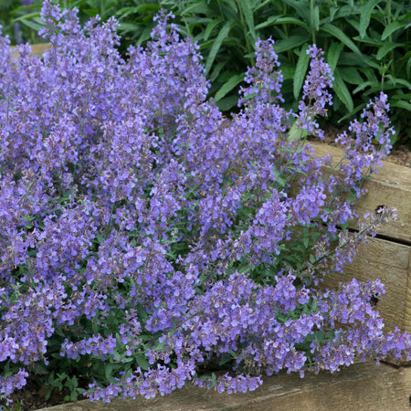 Nepeta 'Junior Walker'